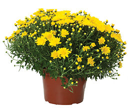 Seasonal1 Mum