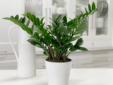 ZZ Plant